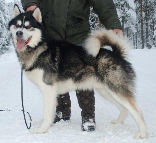 Najanin's Timberjack Ty