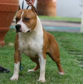 HOLLYWOOD AMSTAFF The gladiator of the house