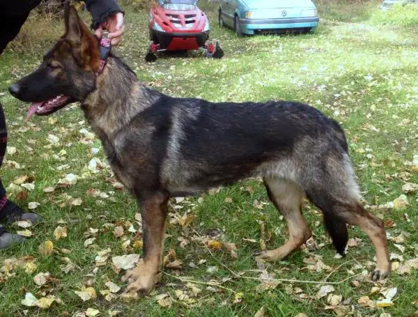 Lupa Von Hollenhund