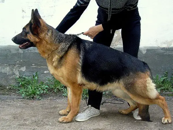 Pole Rotti Vaika