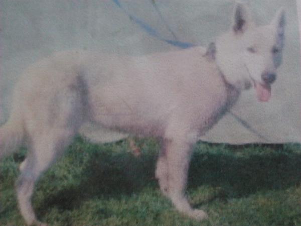 Princess Snow Cloud XI