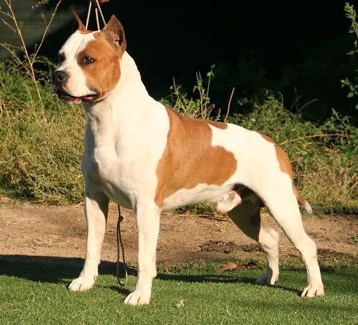 BISS, J/BEST CEAST WINTER'2010 Thunder Bully Logan