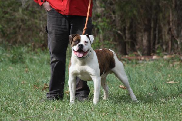 NKC Champion Buckner's Hawk of Konfederate Kennels