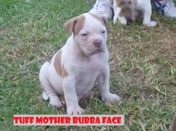 Tuff Mother Bubba Face