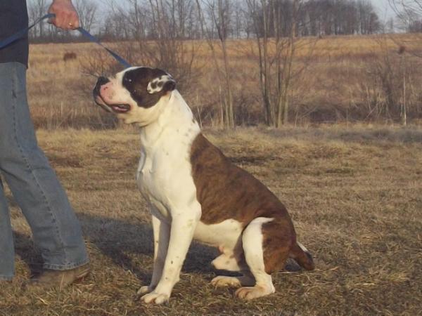 Mock's Bigboy Jackson