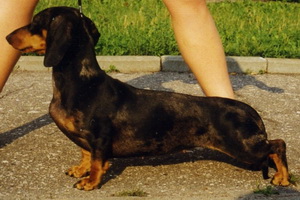 RENESSANS ZITA