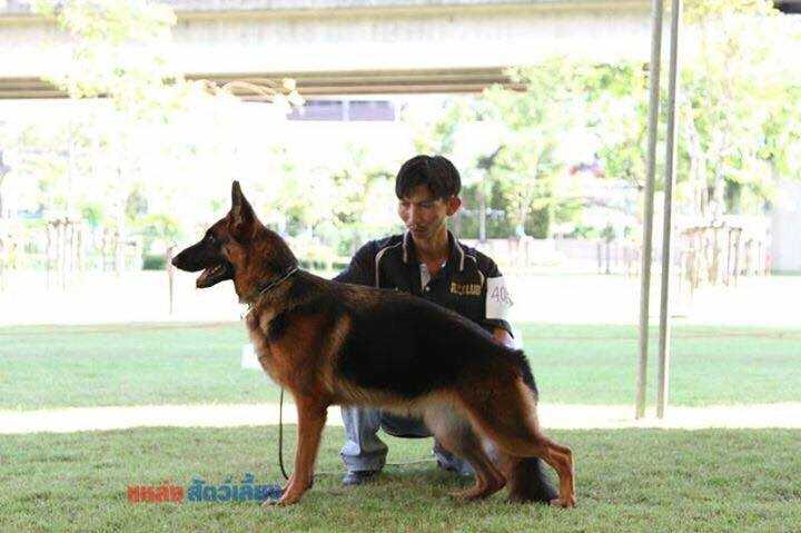 Xarin vom King Phai Haus