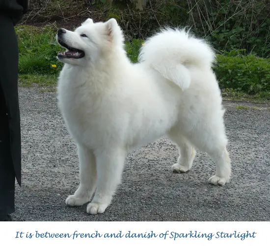 It is between French and Danish of sparkling starlight