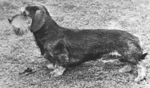 ENG CH. Bryn Of Paxford