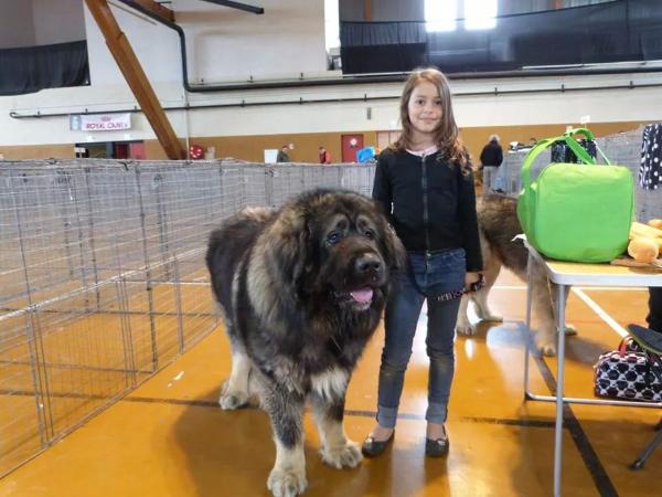 CACIB Vostok Transylvania Giant