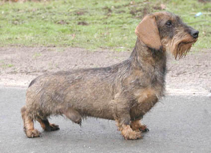 INT CH Lausel von der Ferdinandsburg