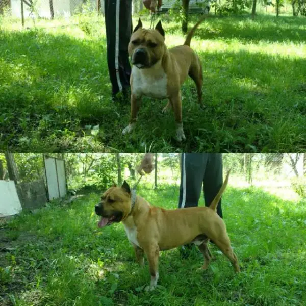 Amon Ra Elegant of Cole