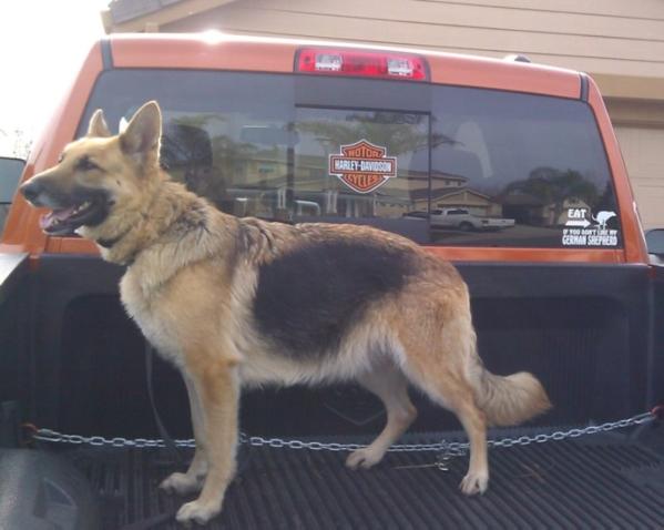 Sprague's Lotus Blossom