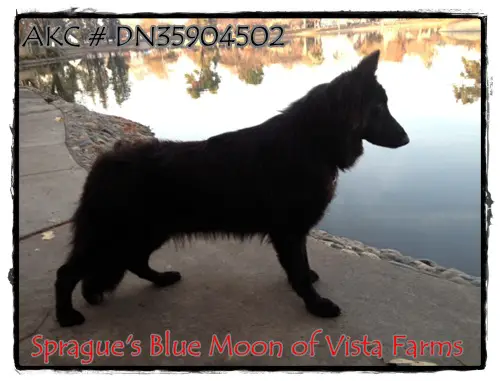 Sprague's Blue Moon Of Vista Farms