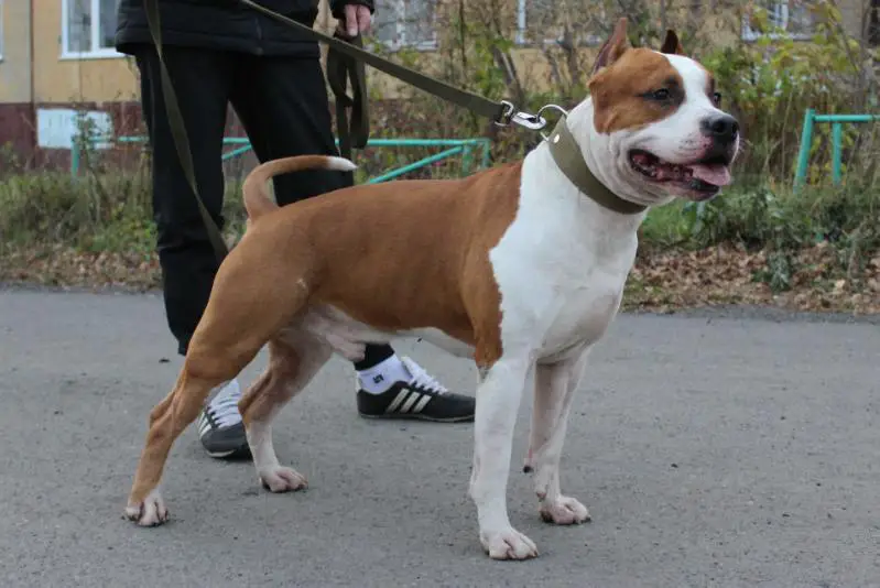 Zheltaya Rhapsody Piar For F.L.Hadinna