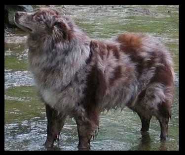 Leb Raah's Royal Ranger