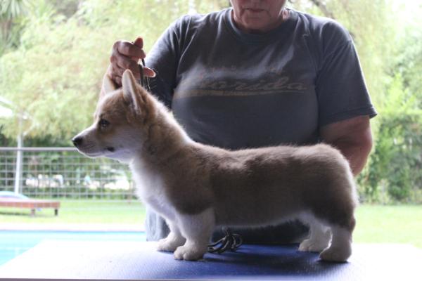 Alenclaud Rachel (2013)