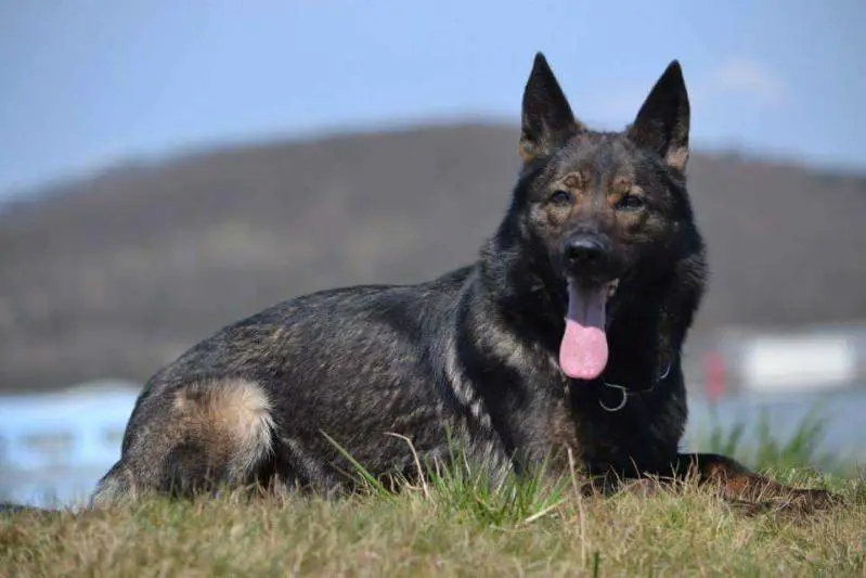 SG Esprit z Udoli Upy