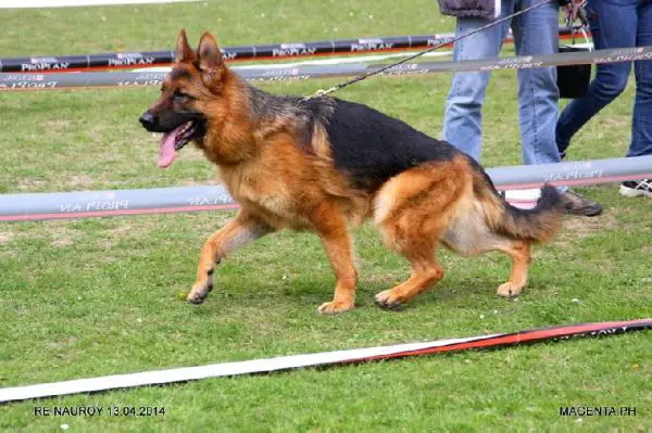 SG1 Hiambo du Val De La Houée