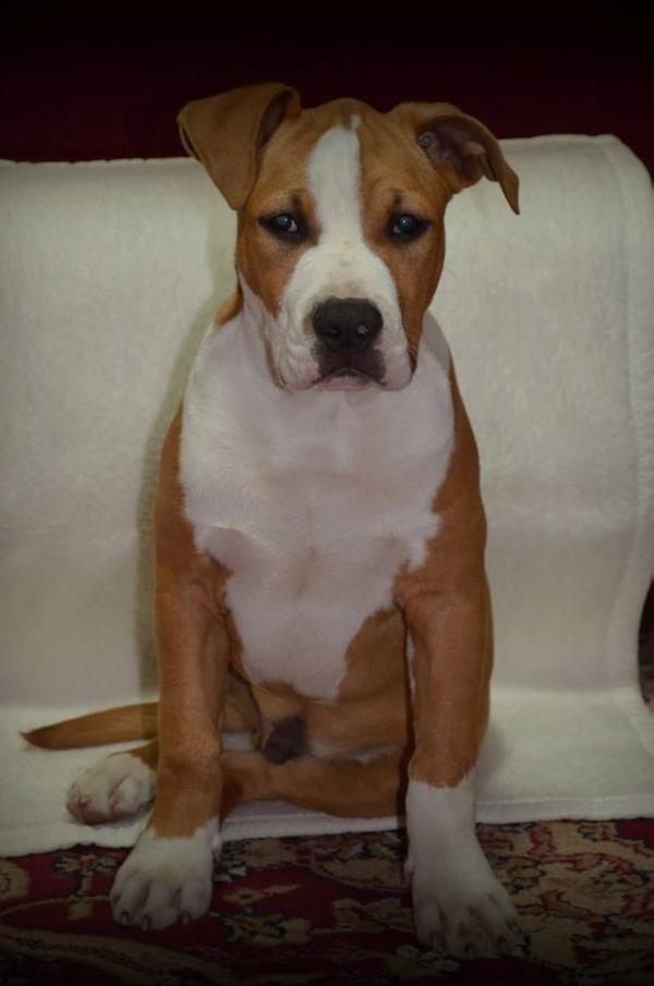 Web Surfer Shining Field