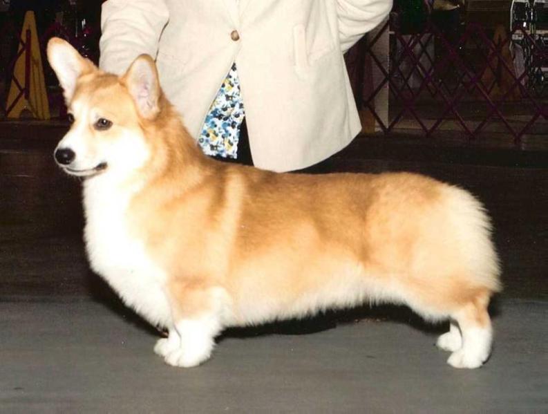 AM CH Hum'nbird Groundhog Day