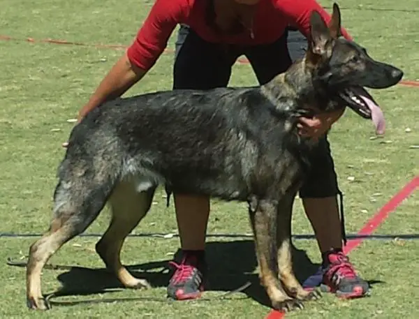 VG Ingwar vom Salztalblick