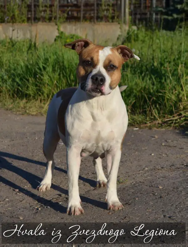 Hvala iz Zvezdnogo Legiona