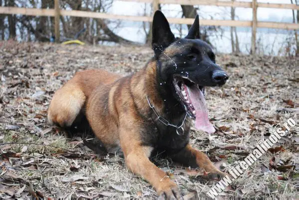 Blinker House of Fire Malinois