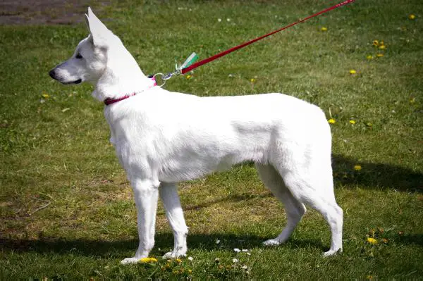 Egeborgs Lovely Hope