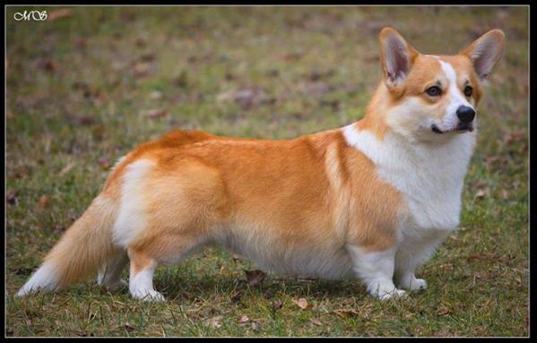 Artush Royal Corgis