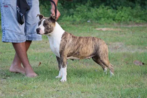 JCAC Madinina Dog Show 2014 Thunder Bully Penny