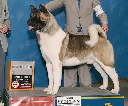 AKC GCH Dem-Be's Xtreme Go With The Flo Cato