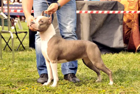 JCHRUS Denvers Elite Dinasty From Vladlider