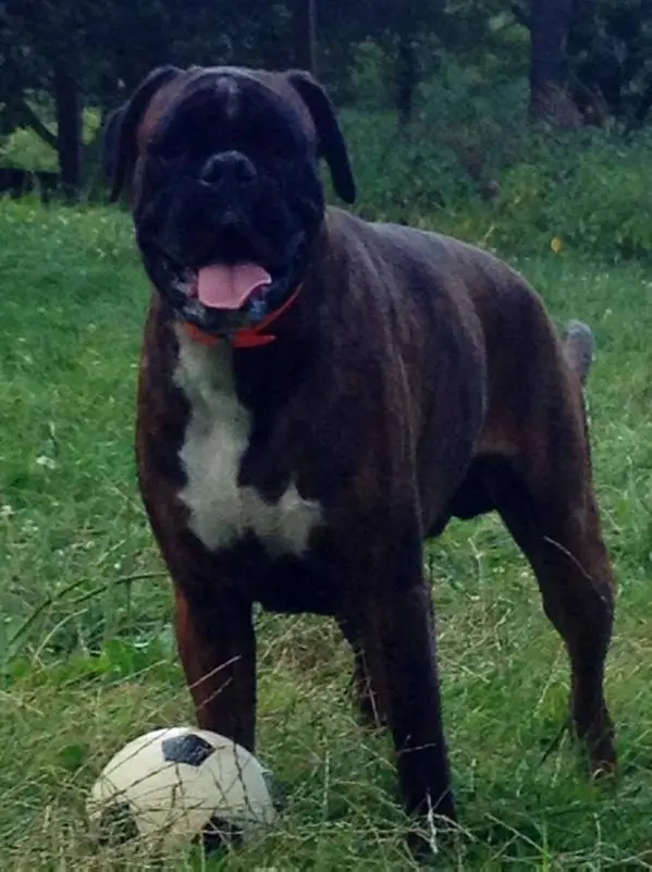 Chrisbokcastle Mozart