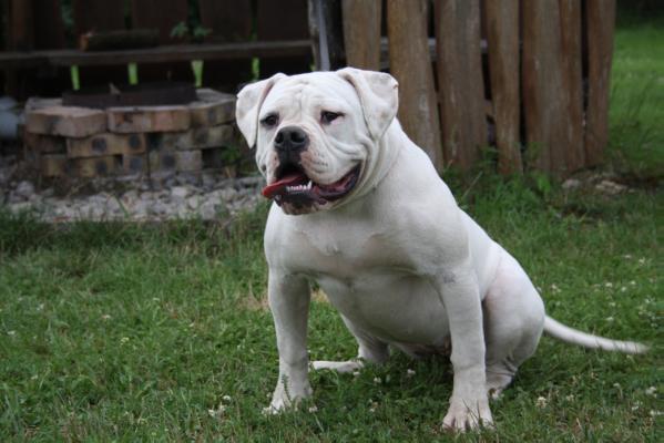 Blondbulls Slattern