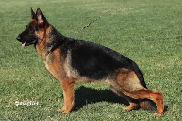 Persa of Gienah House