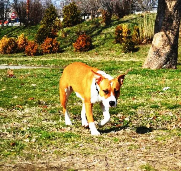 A'Berta royal gold court