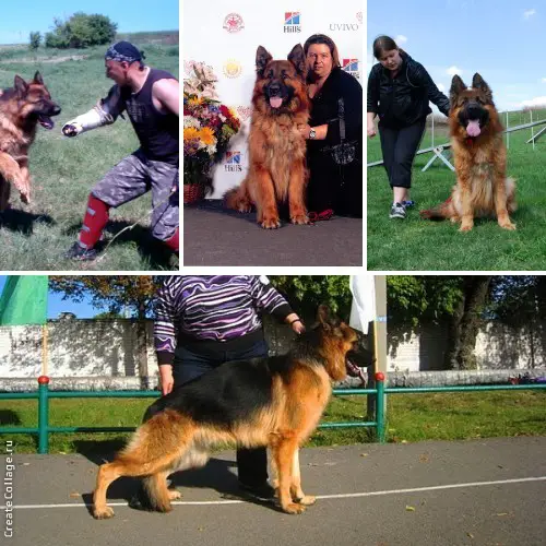 CH.UA, CH.RU,CH.BEL, Negus frid khaynz