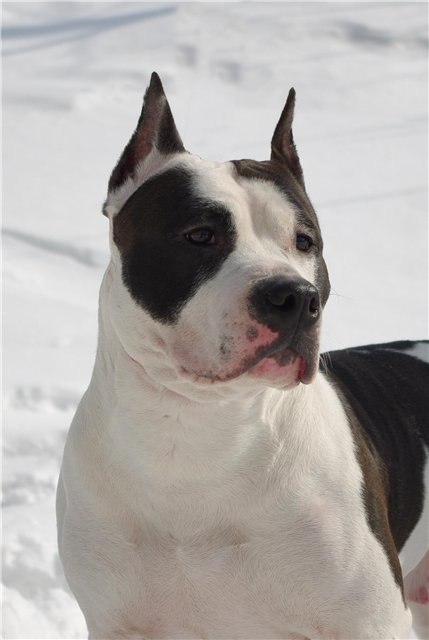 Krutaya Staya Barynya Sudarynya