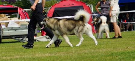 Snowcreek Daring Thor
