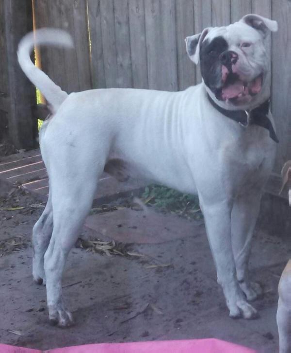 Johnston's General GSP