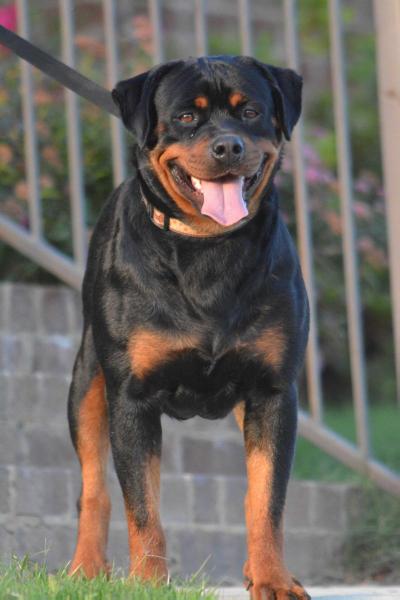 Tonka Von Brantley