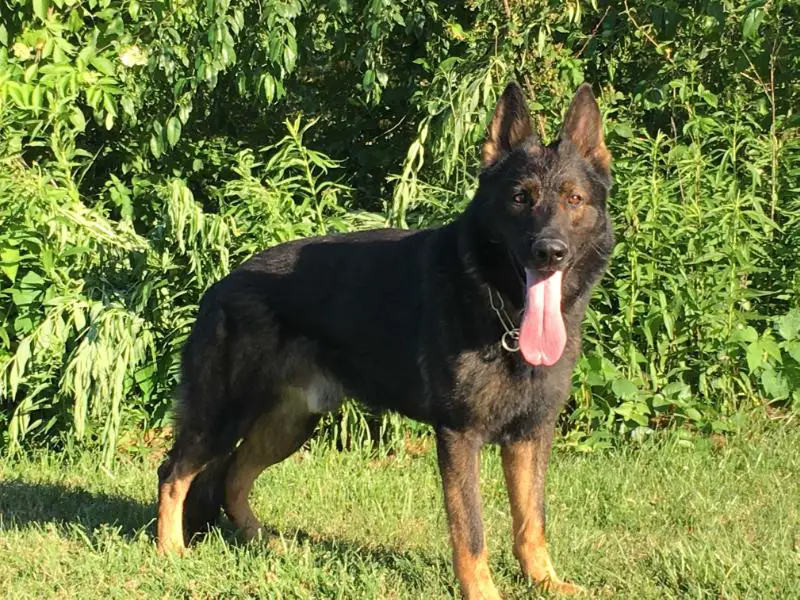 Falco D Van Den Heuvel