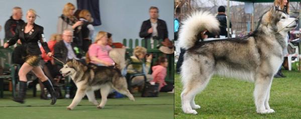 C.I.B. Arctic Challenge WOOLLY MAMMOTH VEL TOFIK