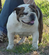 CH (AKC) Hetherbull Arrogant Vivi