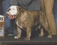 MPTD (AKC) Cherokee Legend Chip off The Rock