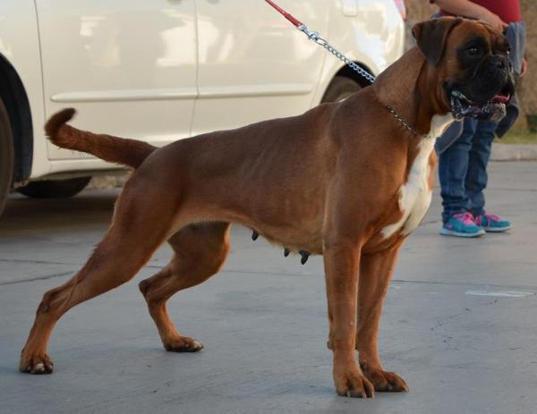 Chenoa de la forzandanza