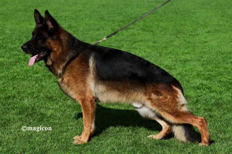 V19 BSZS 2015 Nex vom Osterberger-Tal