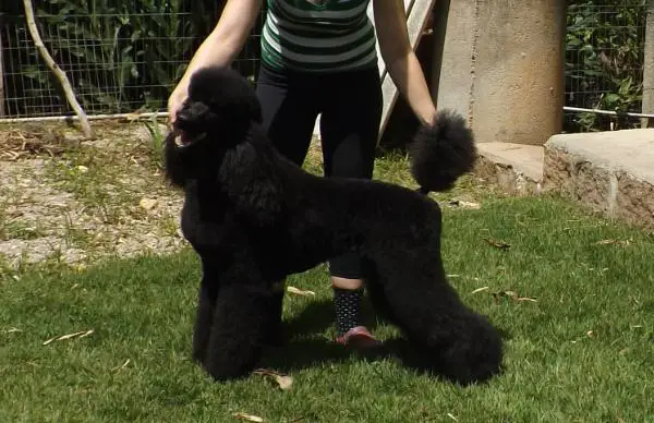 Puppy Ch. Escape From Paradise Amora Quindim
