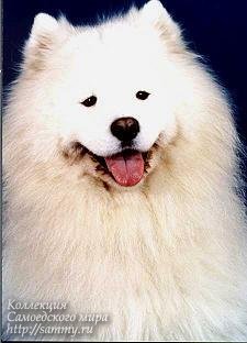 CH IT, RUS Luky Di Casa Kaly